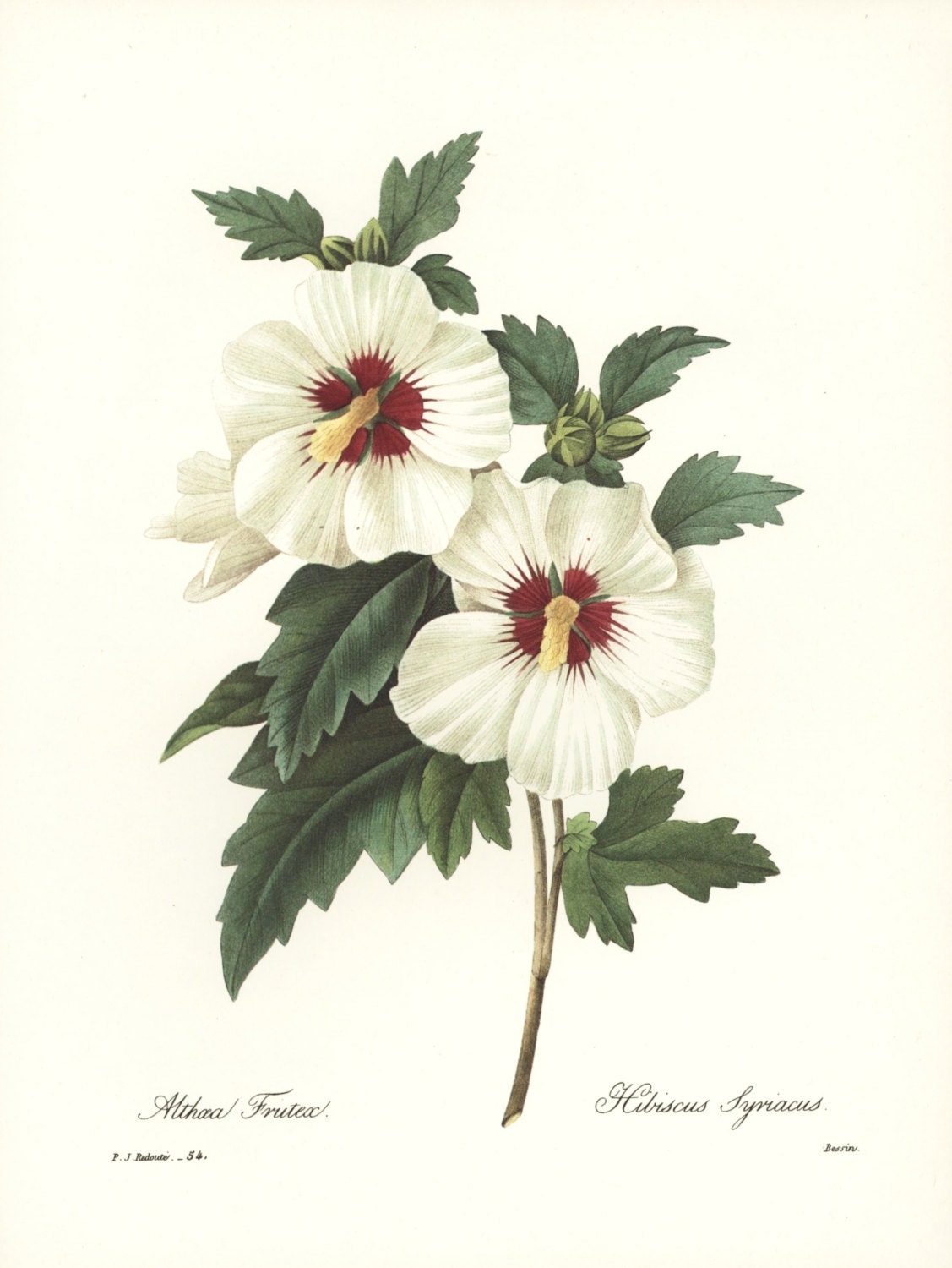 Botanical Print Rose of Sharon Art Vintage Whtie Cottage