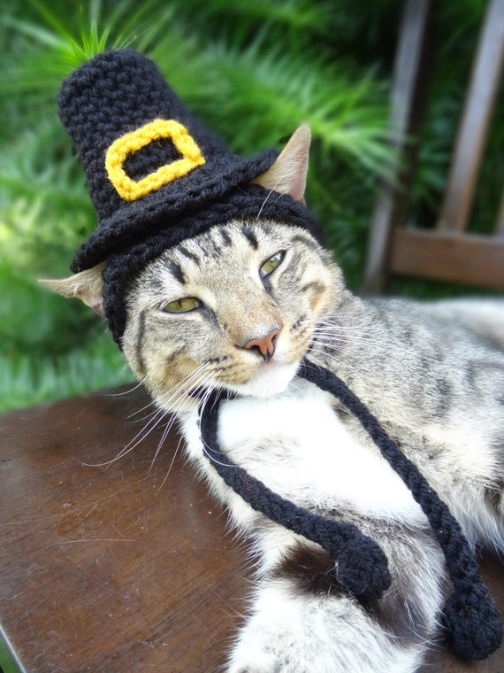 Image result for pilgrim cat