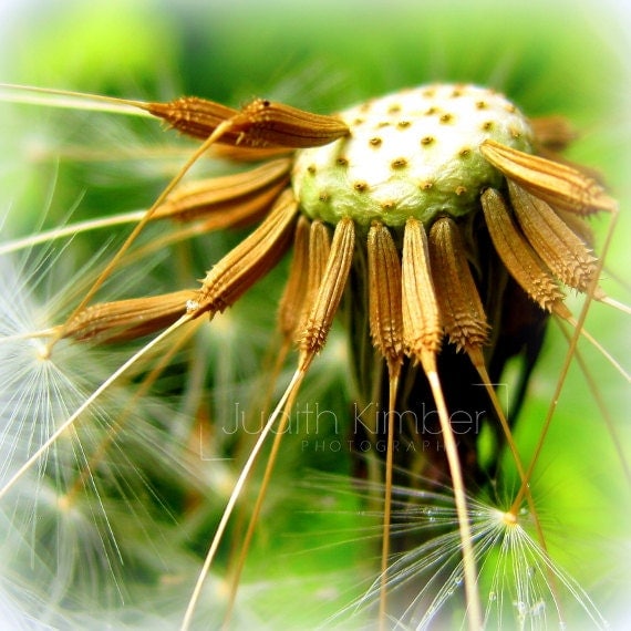 Flower Photography Dandelion Macro Fine Art by JudithKimberPhoto