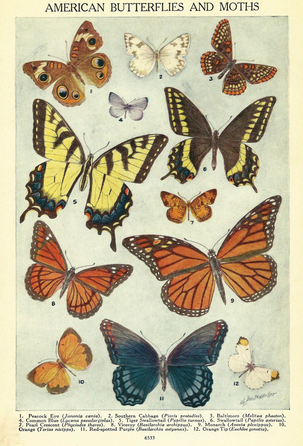 Vintage Butterfly Illustration S American