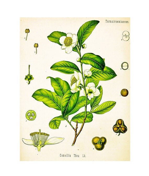 items similar to vintage camellia flower botanical print items similar to vintage camellia flower botanical print
