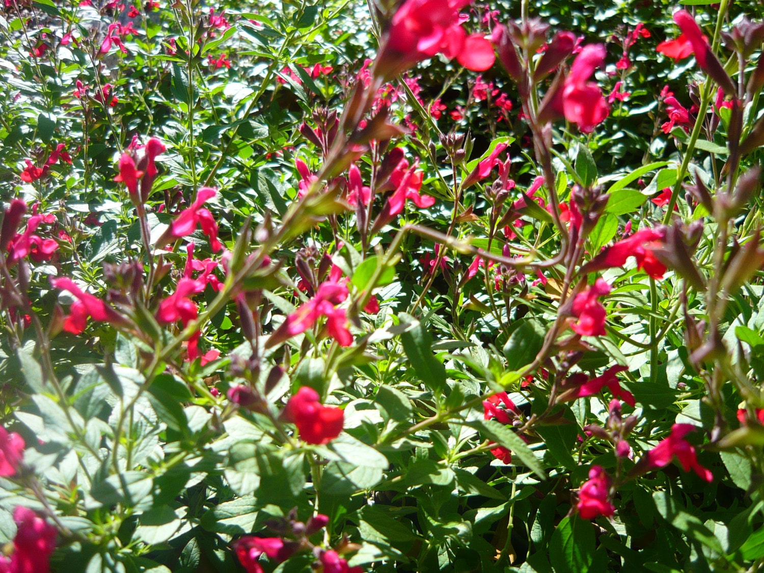 Maraschino Cherry Sage Salvia live plant Ornamental