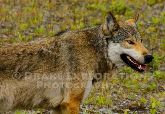 Items similar to Elusive Wolf in Yukon Territory Canada, Alaska ...