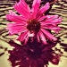 Mauryn