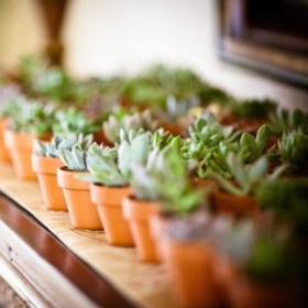 20 Succulent Wedding Favors