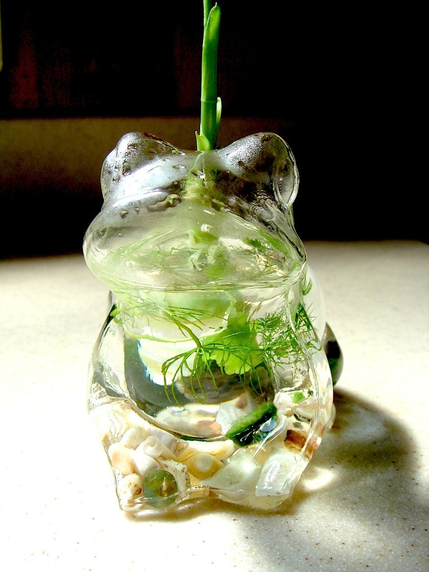 Lucky Frog Live Marimo Moss Ball Mini Aquarium Terrarium