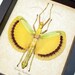 Real Framed Orange Yellow Walking Stick Insect Tagesoidea Nigrofasciata 7718