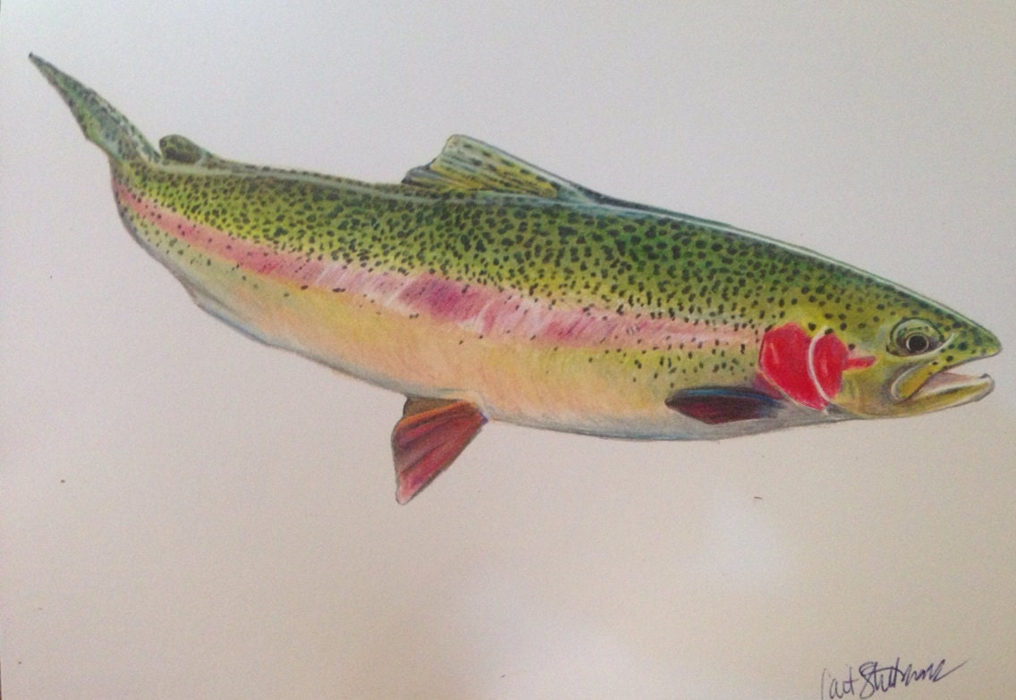 Colored Pencil Rainbow Trout Limited Edition by Passionfortrout