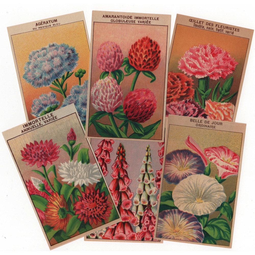 24 Vintage Seed Packet Flower Labels Botanical art prints for