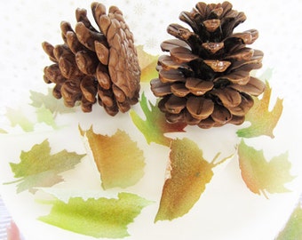 sugar pine cones medium brown set of 2