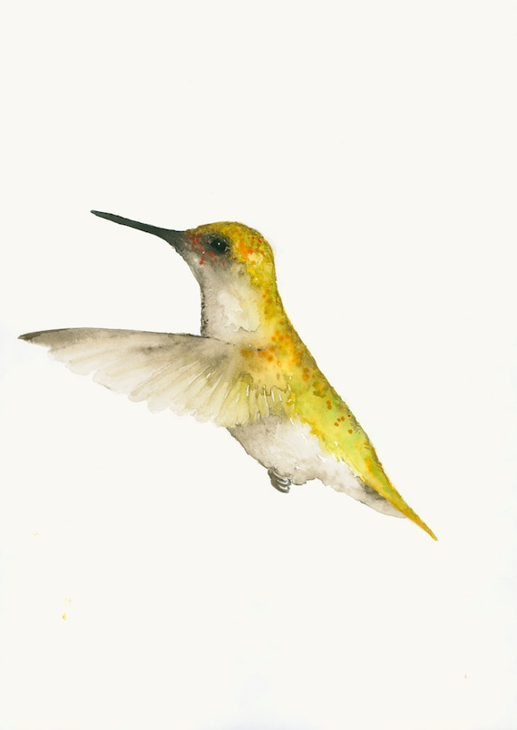 hummingbird art fine art print from original watercolor hummingbird art fine art print from original watercolor