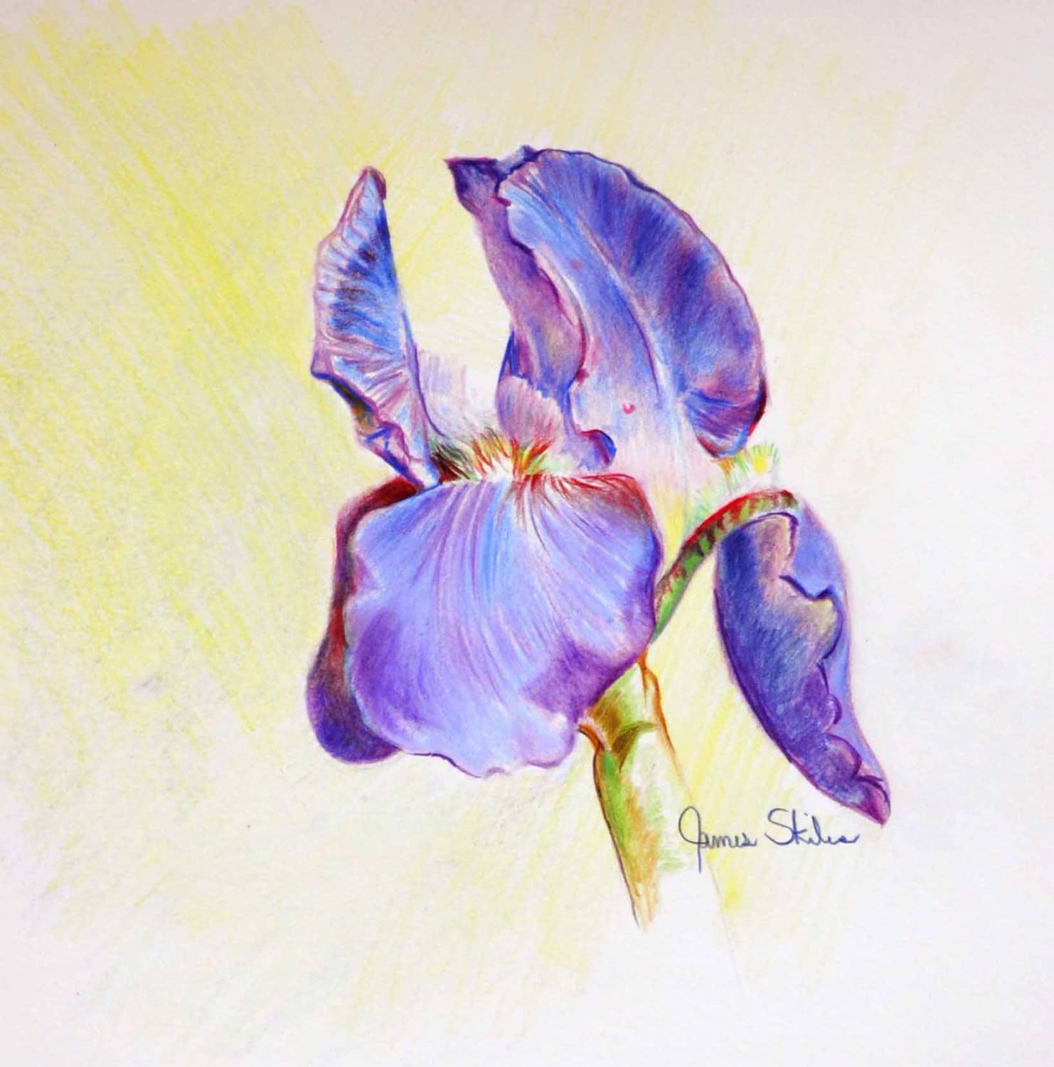 Iris Original Colored Pencil Drawing