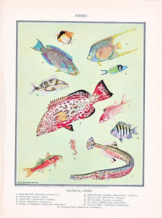 vintage fish print of 'Tropical Fish' a page from a