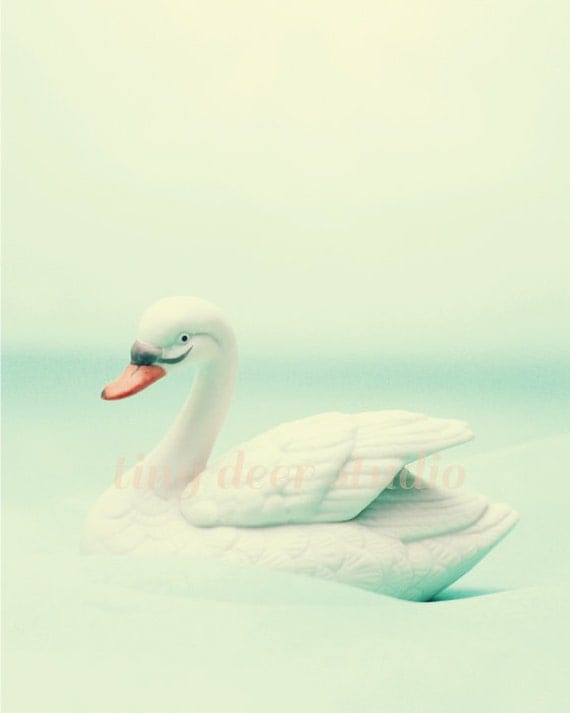 Swan 8x10 PRINT