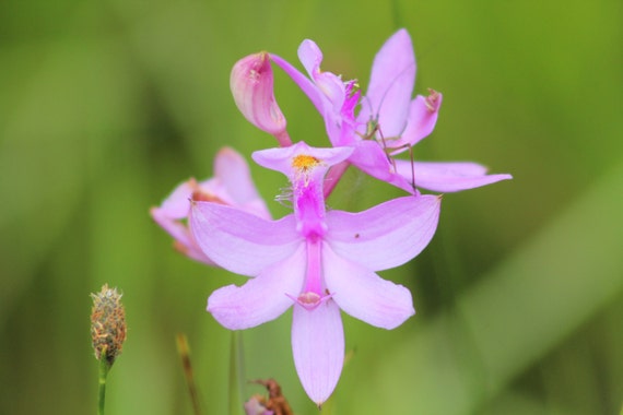 Native Wild Pink Orchid : 8x10 photo with a white 11x14 by Smaili