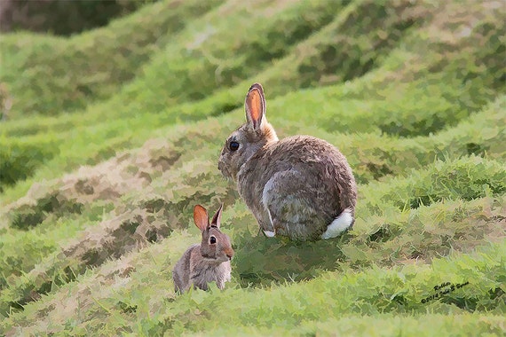 Rabbits, digital wildlife art, fine art photography, animal art, animal prints, wildlife paintings, digital photography