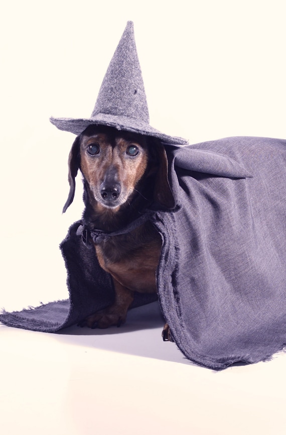 Wizard Costume Dog
 Gandalf the Grey Wizard Costume for Small Dog by Zuffolo on Etsy