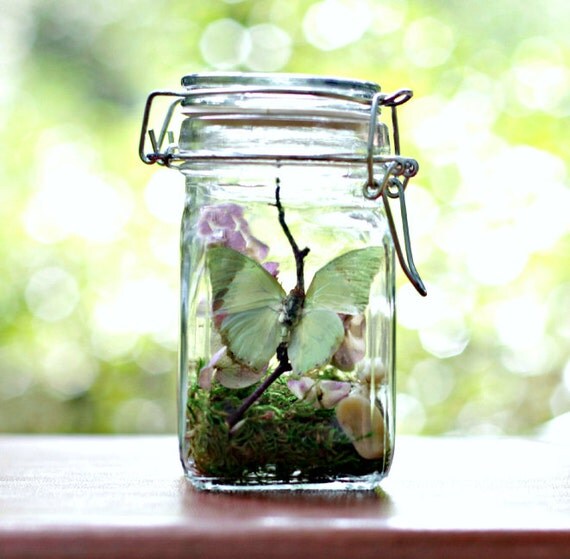Butterfly Terrarium Kit Eco Friendly Gift Real Butterfly in