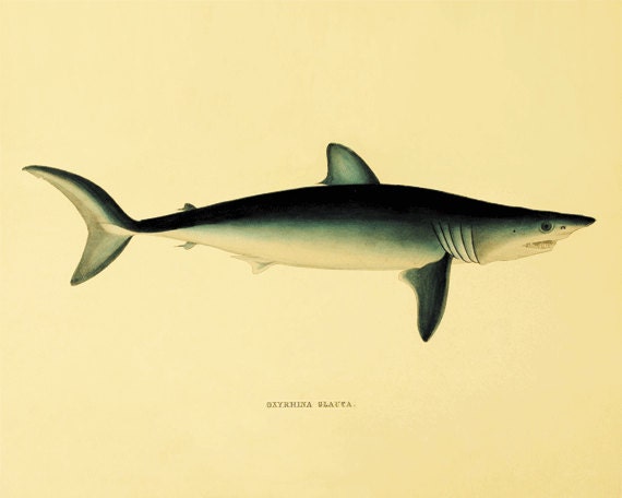 Vintage Shark 6