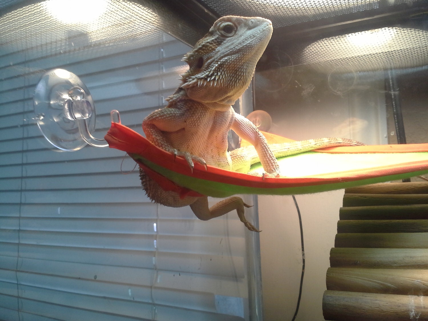 Reptile Hammocks MINI Size For beardies up to 10 by JuliAgiDesigns