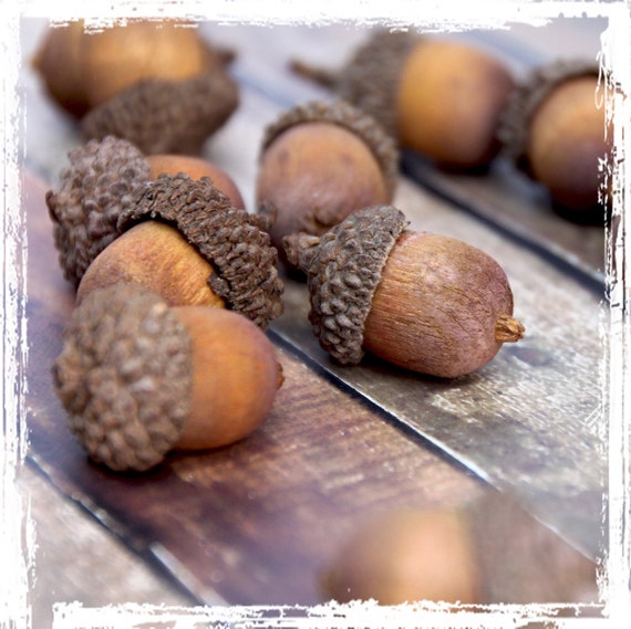 Stained Wood Acorns Craft Supplies Autumn by NaturesBountySupply