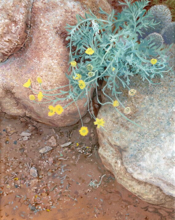 Brittle Bush and Boulders Fine Art Print