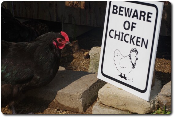 BEWARE OF CHICKEN