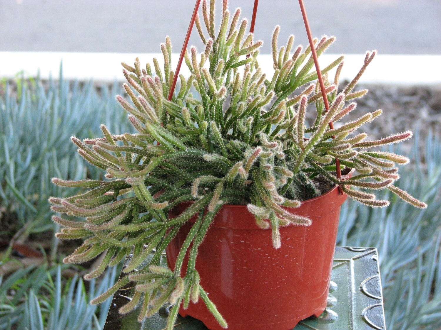 Mini Rat Tail Hanging Succulent Plant