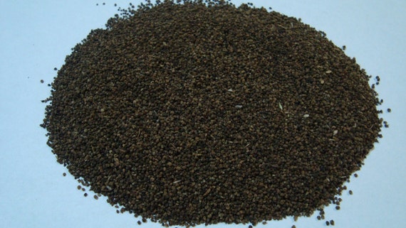 Culantro seeds recao long corianderThai Parsley ngo gai