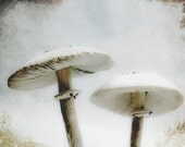 Fairy Ring Mushroom Photography Art Print, Dreamy Fantasy Mushroom Wall Art Decor, Fairy Tale Mushroom Art Print, Cream and Brown Tones Art Fairy Ring Mushroom Photography Art Print, Dreamy Fantasy Mushroom Wall Art Decor, Fairy Tale Mushroom Art Print, Cream and Brown Tones Art
