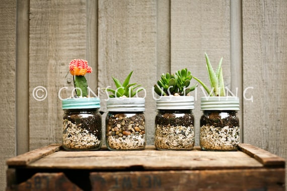 petite plante grasse ou cactus en pot de joyau de verre
