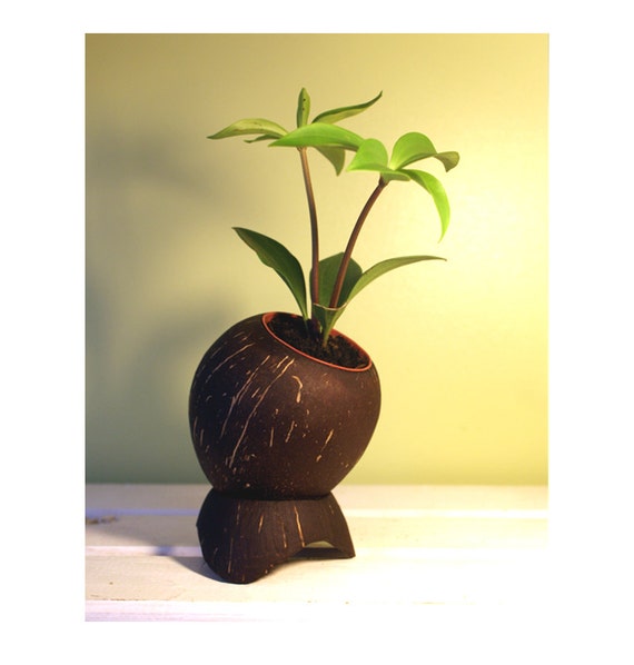 Items similar to Hand Made Smoothed Coconut Planter / Plant Pot and