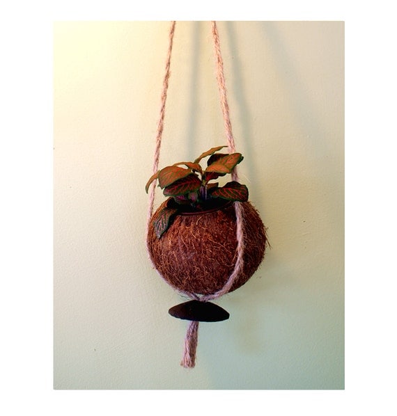 Coconut Shell Hanging Basket. For use Indoors or by NutCraft