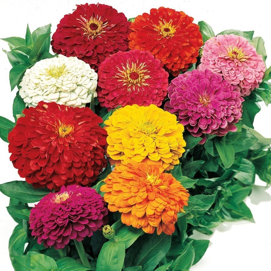 500 HEIRLOOM Mixed California Giant Zinnia Seeds