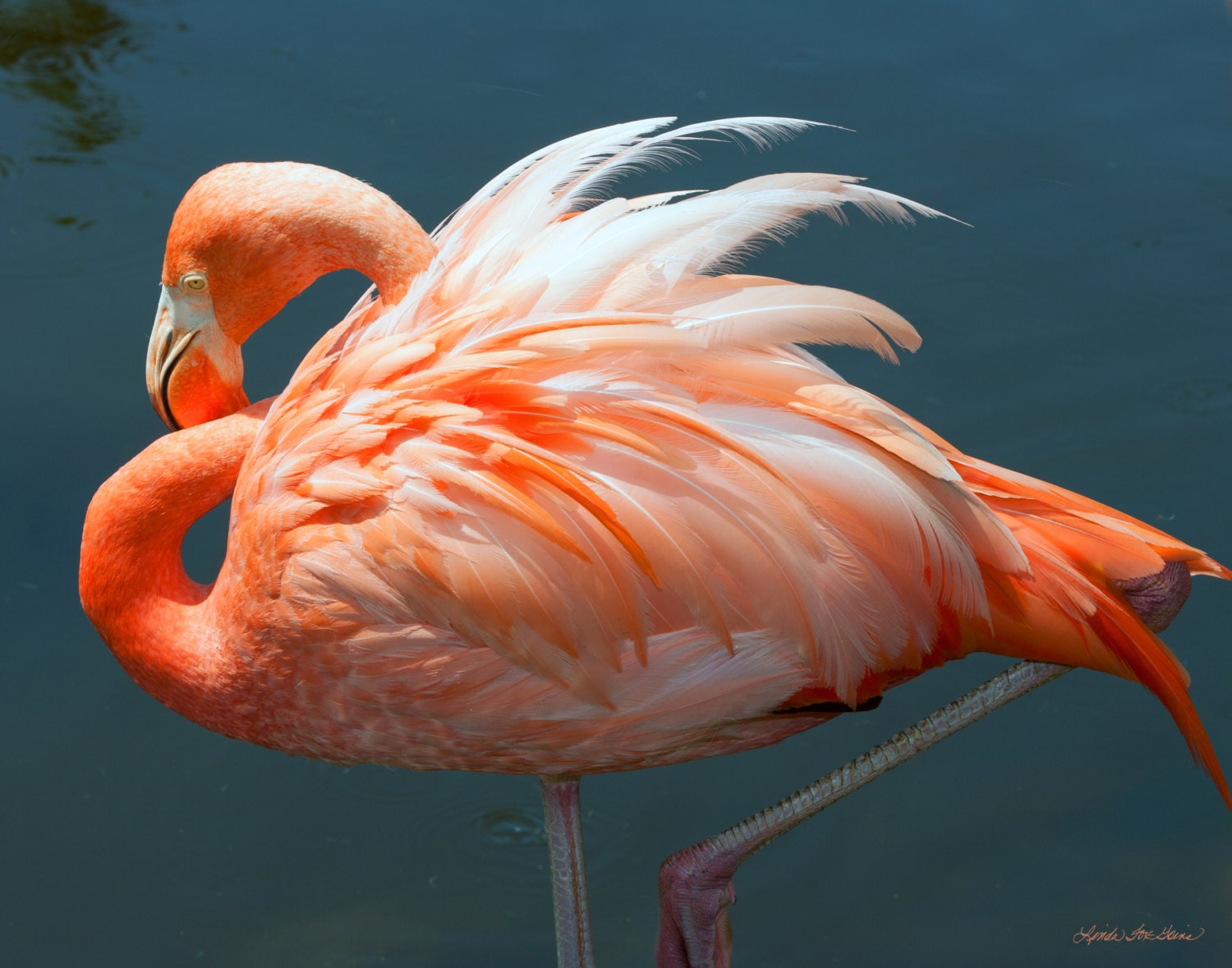 Flamingo Resting with One Leg Up by LFGPhotograhpy on Etsy