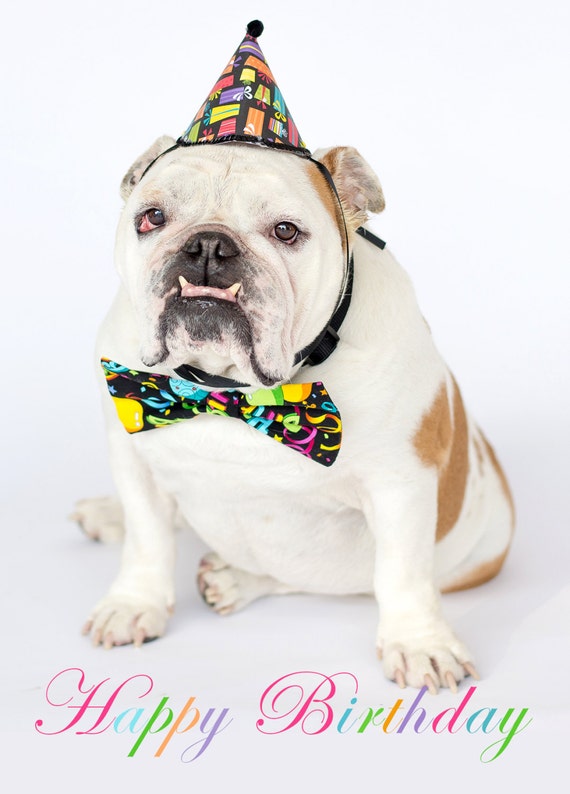 Happy Birthday Hat and Bowtie English Bulldog Card Fine Art