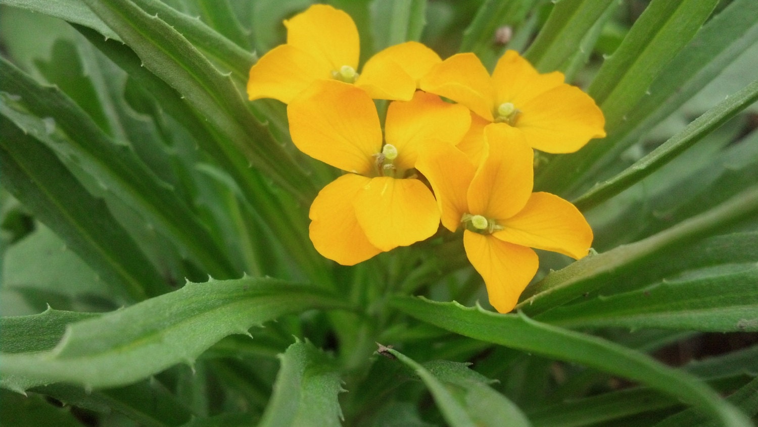 Orange Siberian Wallflower Cheiranthus Allionii Seeds 50 ct