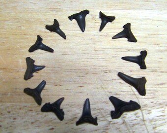 Fossilized Sharks Teeth, 1 Dozen Small UNBROKEN