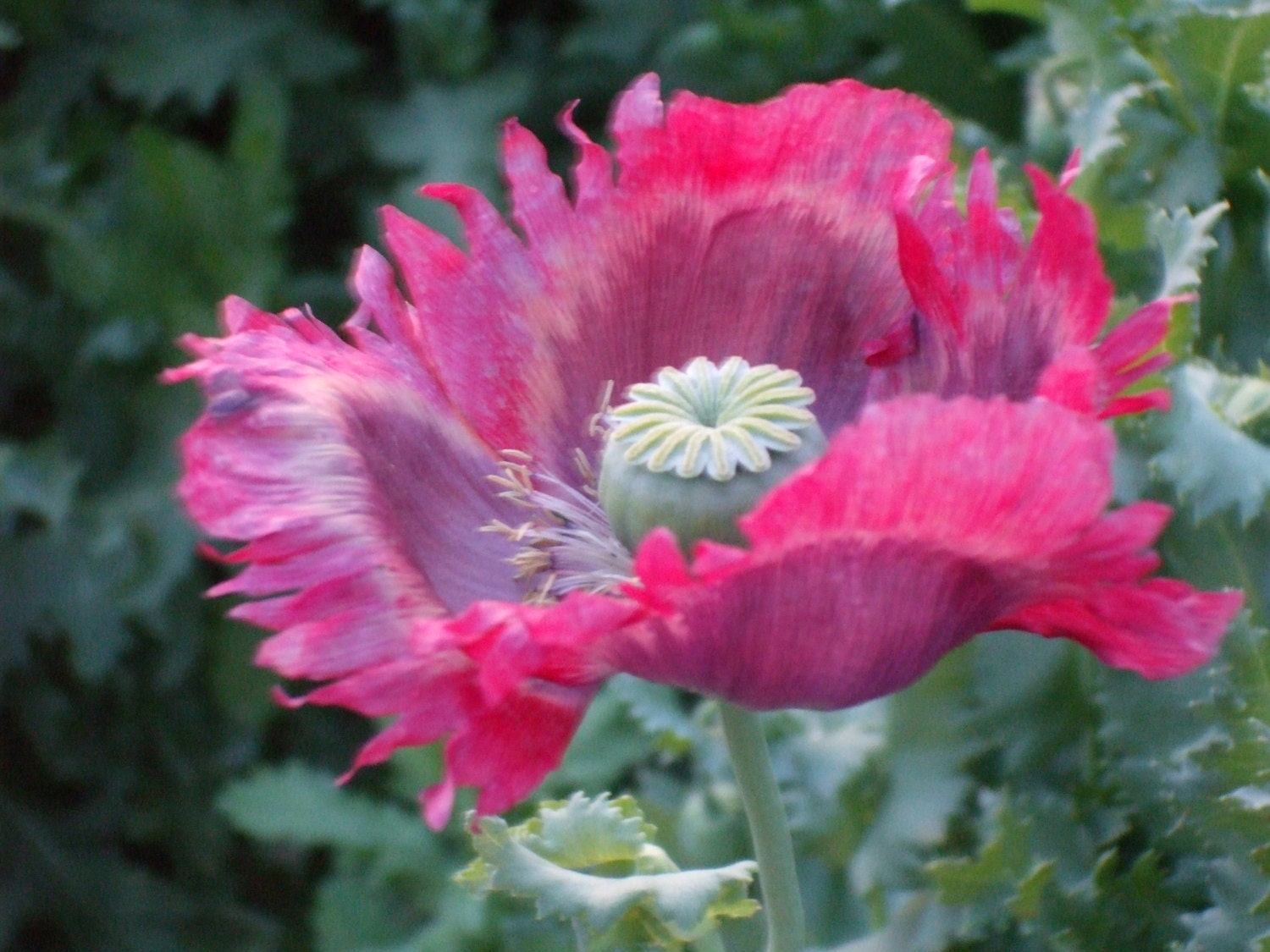 Papaver Somniferum Poppy Seeds Fresh 2016 Harvest   Il Fullxfull.538266807 N8f2 