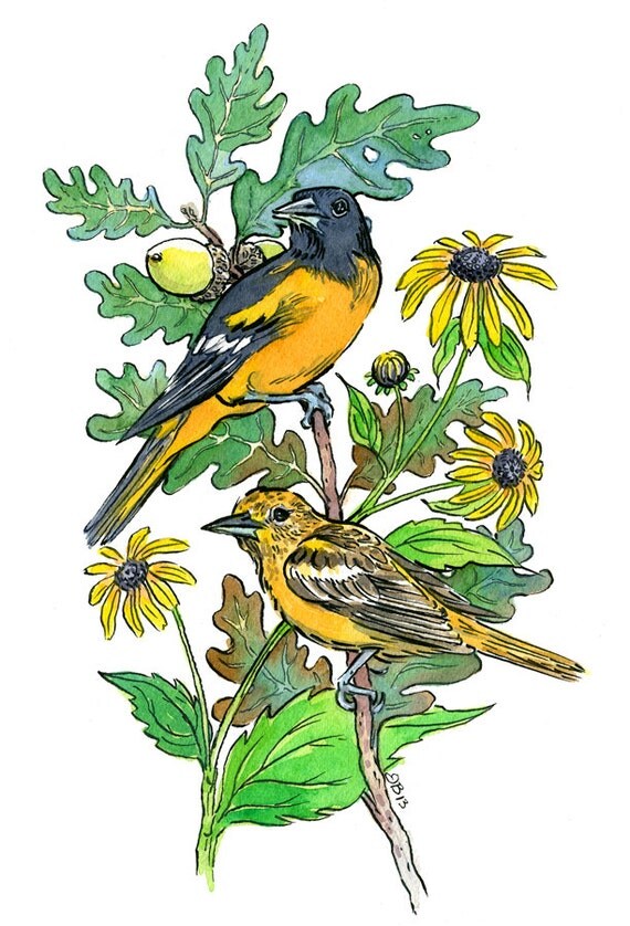 maryland state symbols bird baltimore oriole flower black maryland state symbols bird baltimore oriole flower black