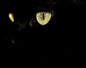 Black Cat 'Loki'  5x5 Photo Fine Art Photography