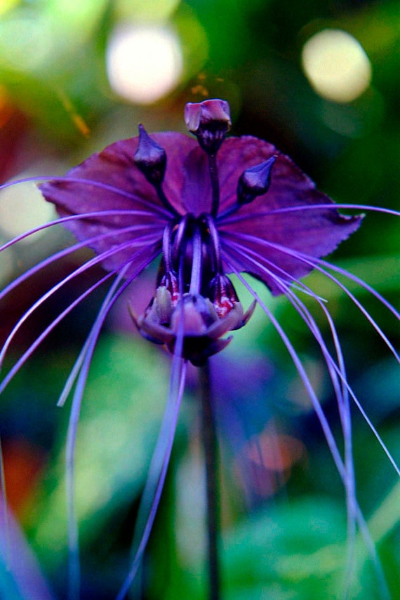 Black Bat Flower Fine Art Photo Greeting Card Exotic by ...