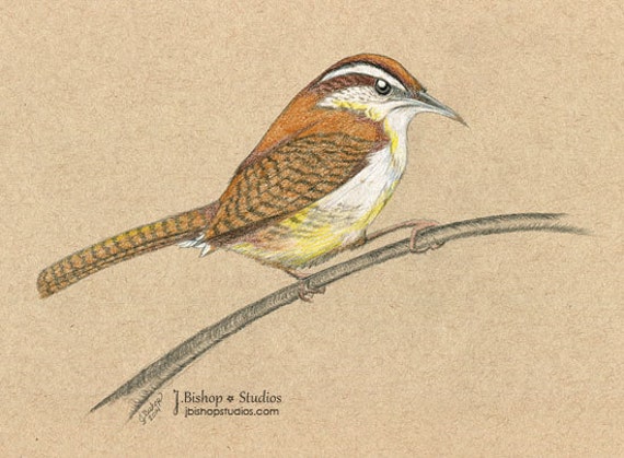 Carolina Wren Original Graphite Drawing 8 x 10