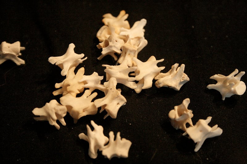 X20 Fox Squirrel Vertebrae Grade A Real Bone Taxidermy