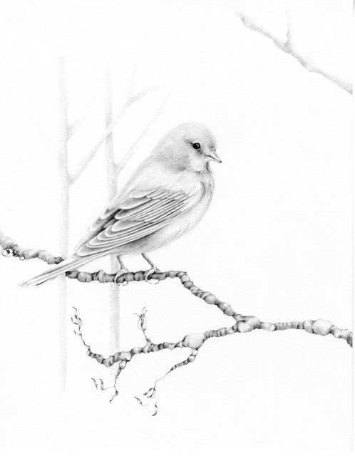 Bird Drawing Giclee Fine Art Print of my Original Pencil