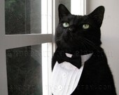 Cat Tuxedo - Classic Black Tie