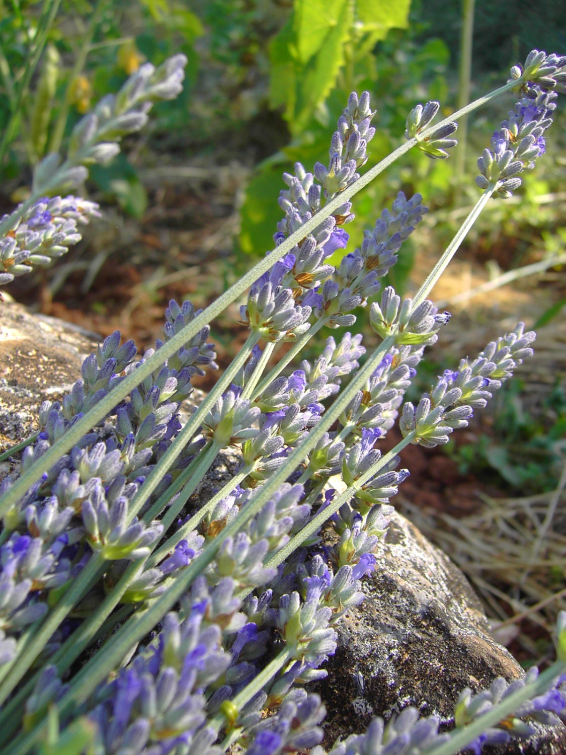 Organic Portuguese Lavender Buds Alfazema 100gm 5409