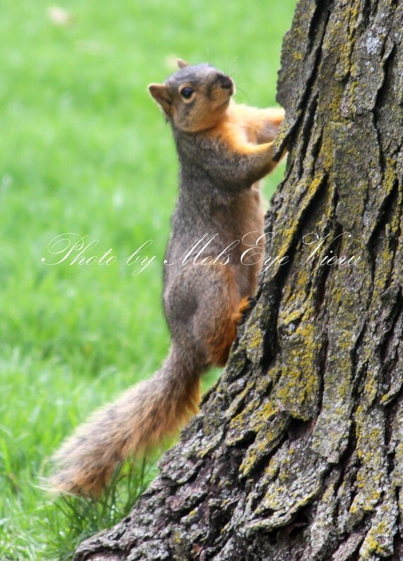 Items similar to Squirrel Climbing The Tree Outdoor Nature Photo Color