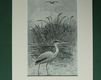 1881 Antique Print of A Heron - Ornithology - Engraving - River Bird Print - Heron Print - Countryside - Riverside - Natural History Print