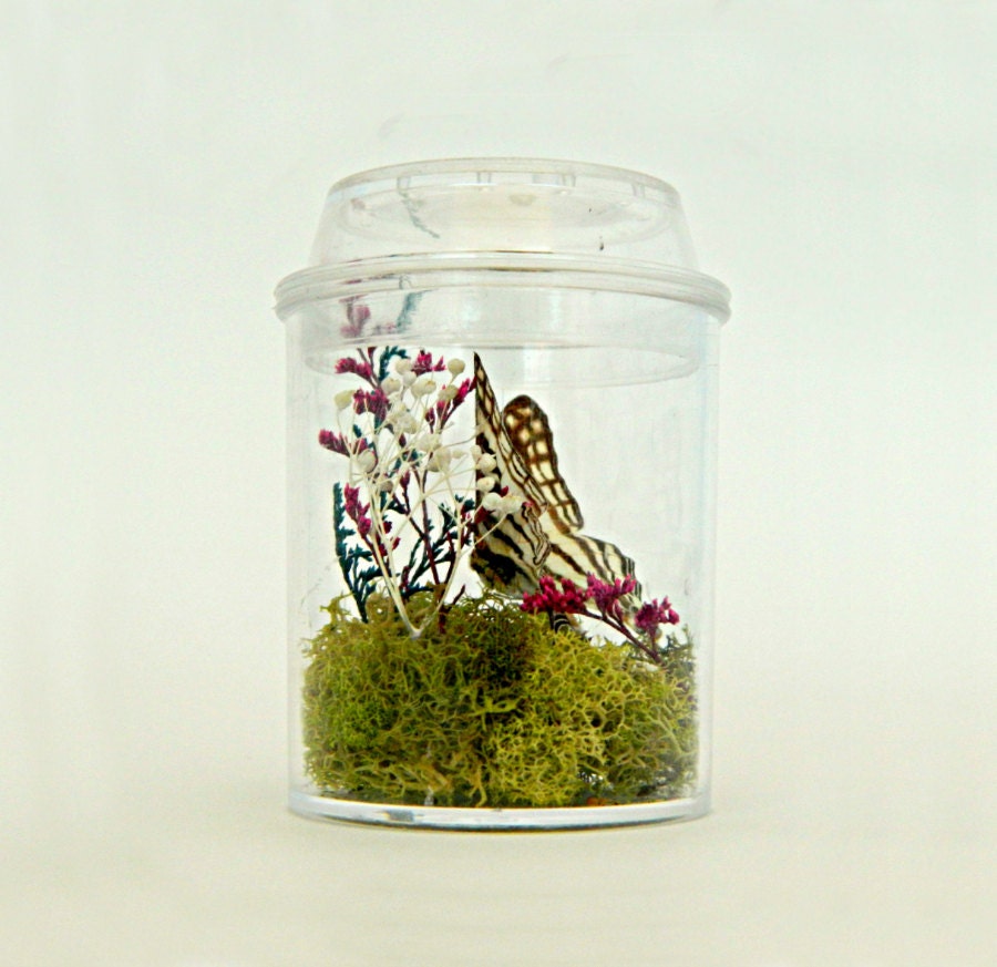 Butterfly Terrarium Kit for Kids Eco Friendly Gift